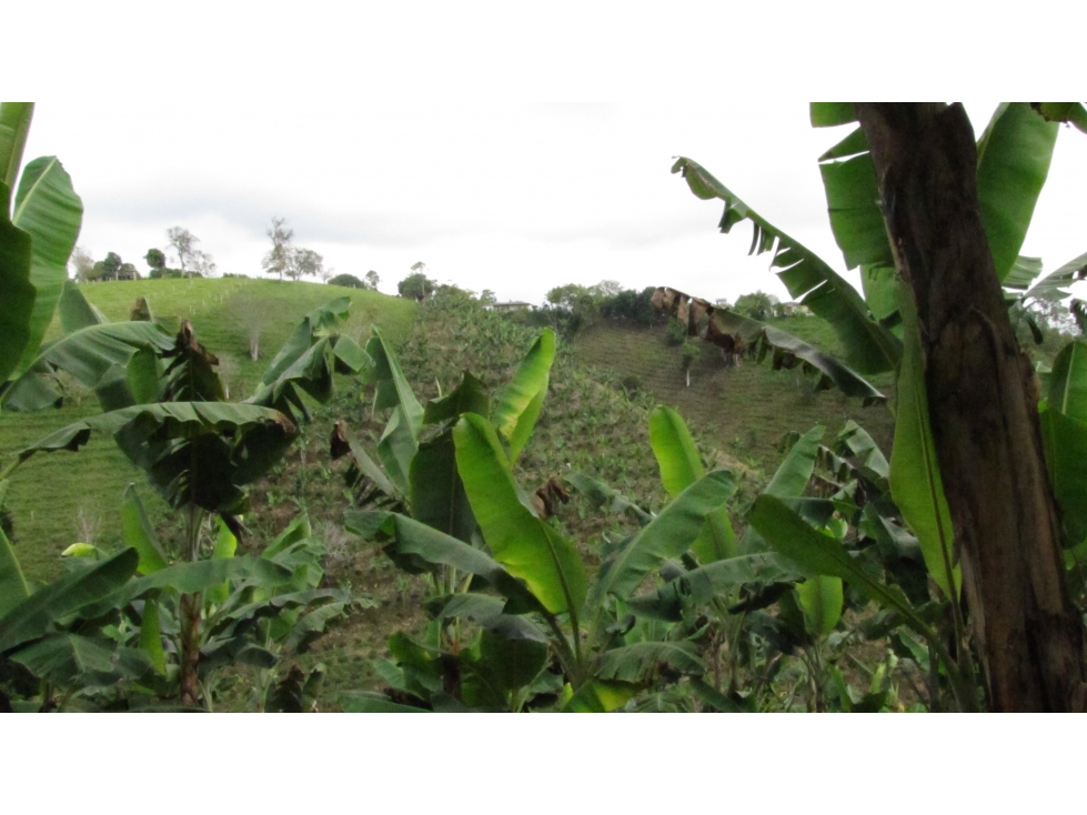 Finca en cafe y platano en Filandia Quindio