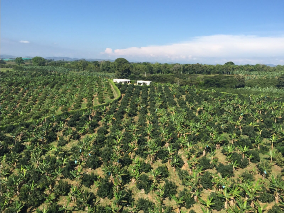 FINCA  MONTENEGRO-LA TEBAIDA