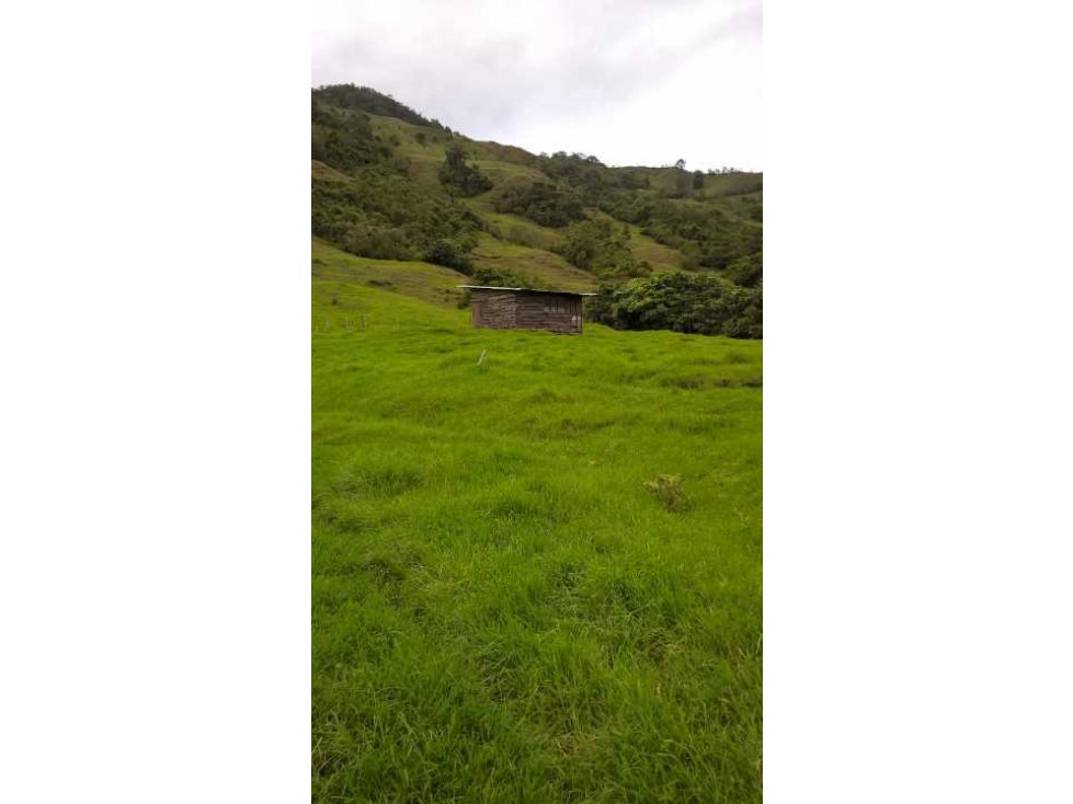 En venta finca de 125 cuadras en Génova, Quindío