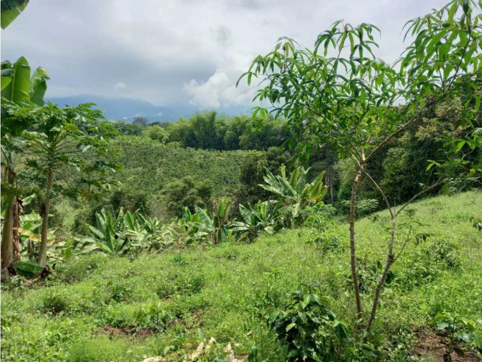 Finca de 21 cuadra para la venta en el caimo topografia plana con agua