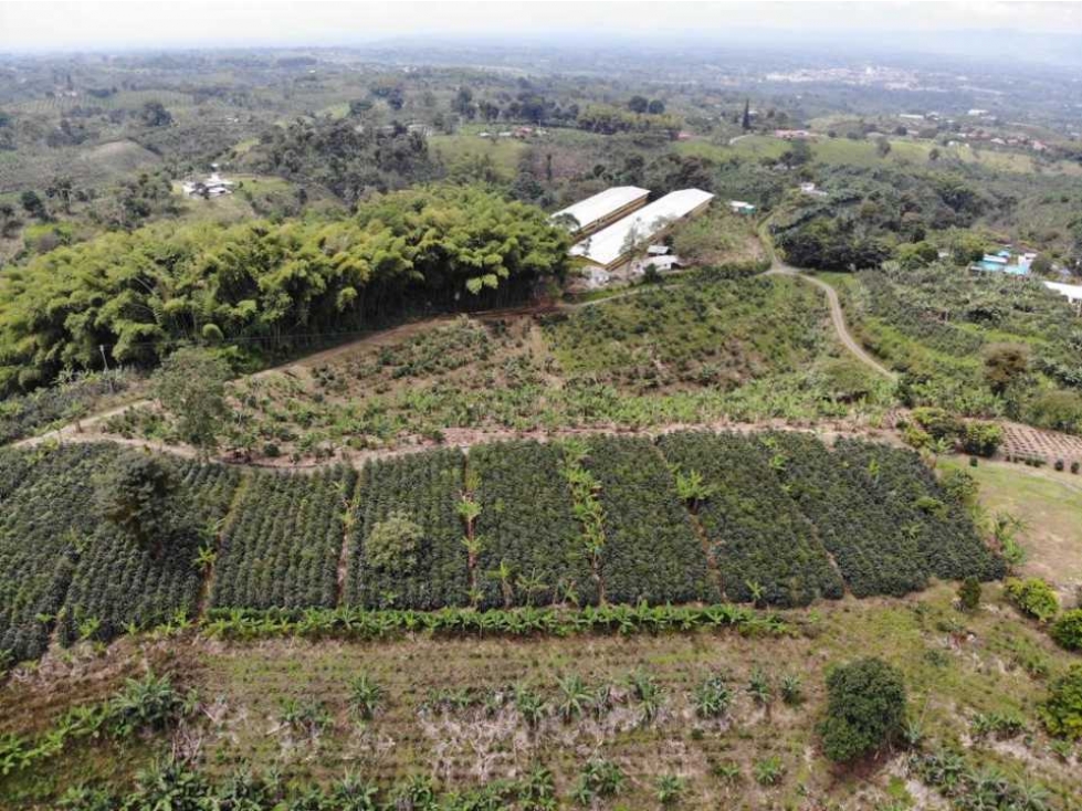 SE VENDE FINCA EN QUIMBAYA QUINDIO