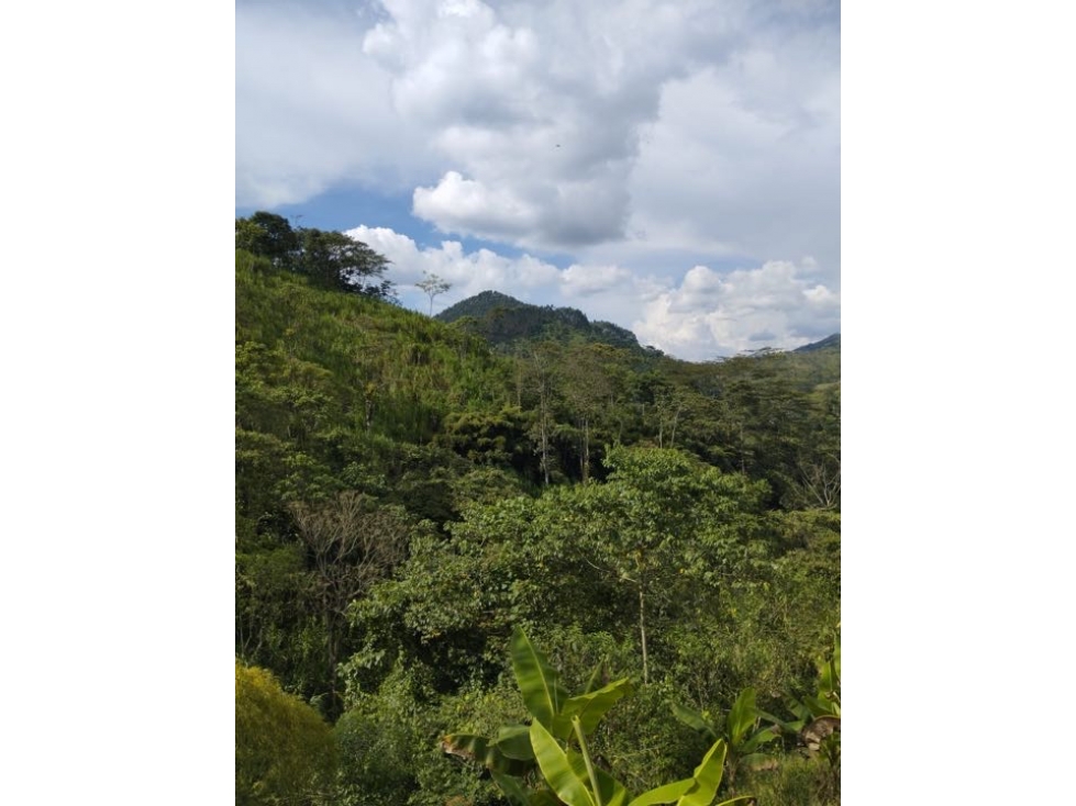 Vendo finca de producción en Santa Rosa de Cabal