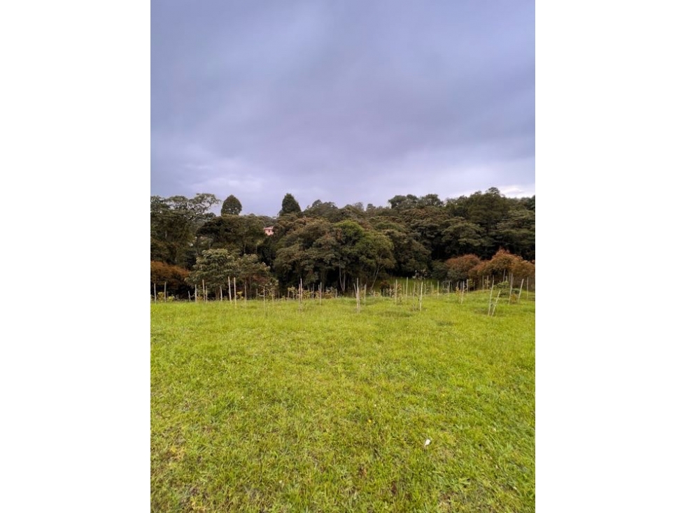 VENDO LOTE PRIVADO Y CON BOSQUE EN BALMORAL/ ALTO DE LAS PALMAS