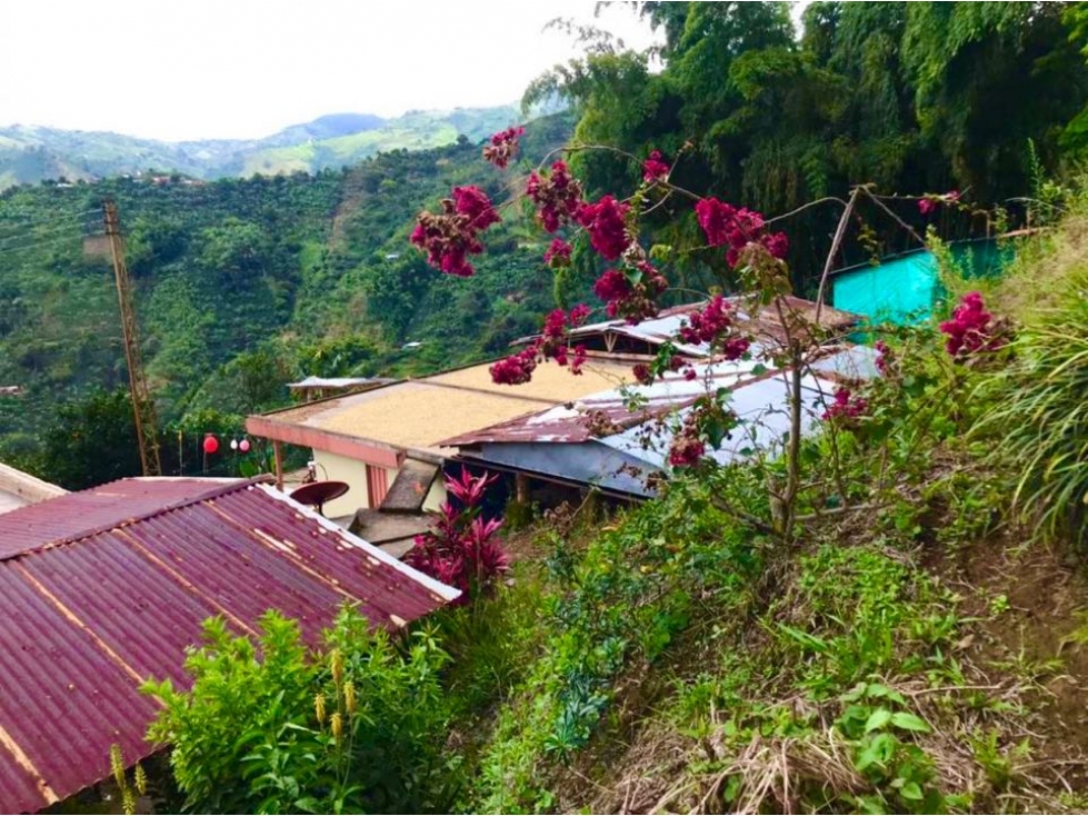 VENTA DE FINCA CAFETERA VÍA MARSELLA